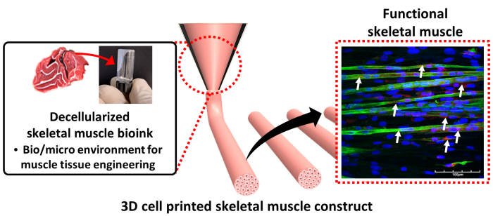 Professor Cho Dong-woo of POSTECH and Choi Young-jin have manufactured artificial muscles that are almost identical to actual human muscles by using 3D printing technology and bio-ink.  Picture of concept diagram of manufacturing artificial muscles.